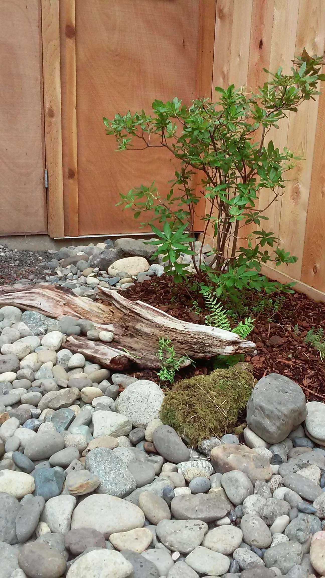 A rock garden with a tree in the middle and a wooden fence in the background.