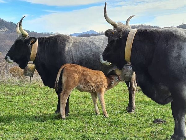 Fundacja Horb - Wypas Podkarpacki unikalny system inwestycji w bioróżnorodność
