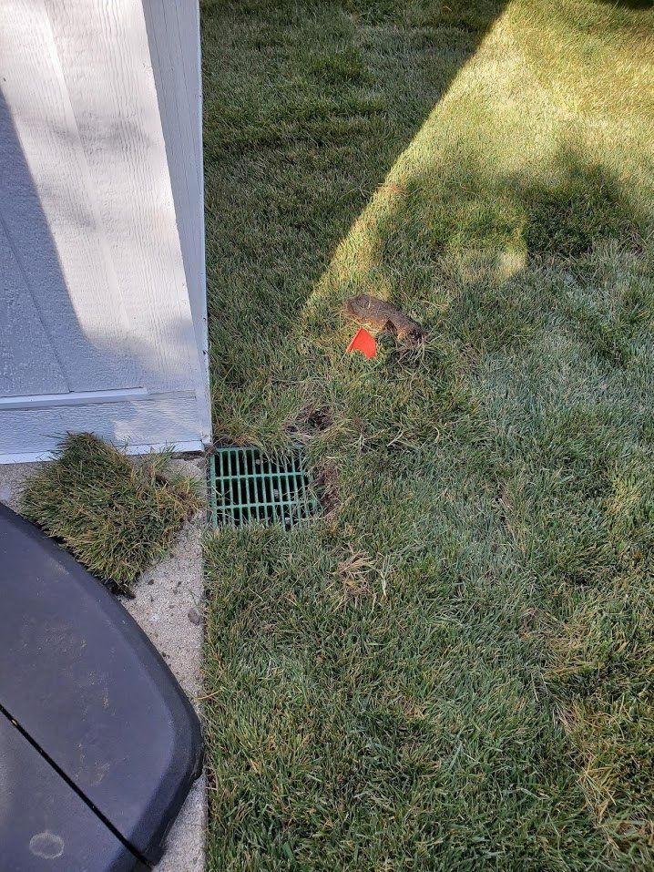 A close up of a drain in the grass next to a shed.