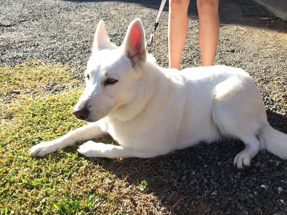 White Dog Resting on Grass and Gravel, Person Standing Nearby — Bayview Canine Lodge In Habana, QLD