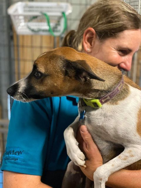 Woman Holding A Brown And White Dog In A Shelter — Bayview Canine Lodge In Habana, QLD