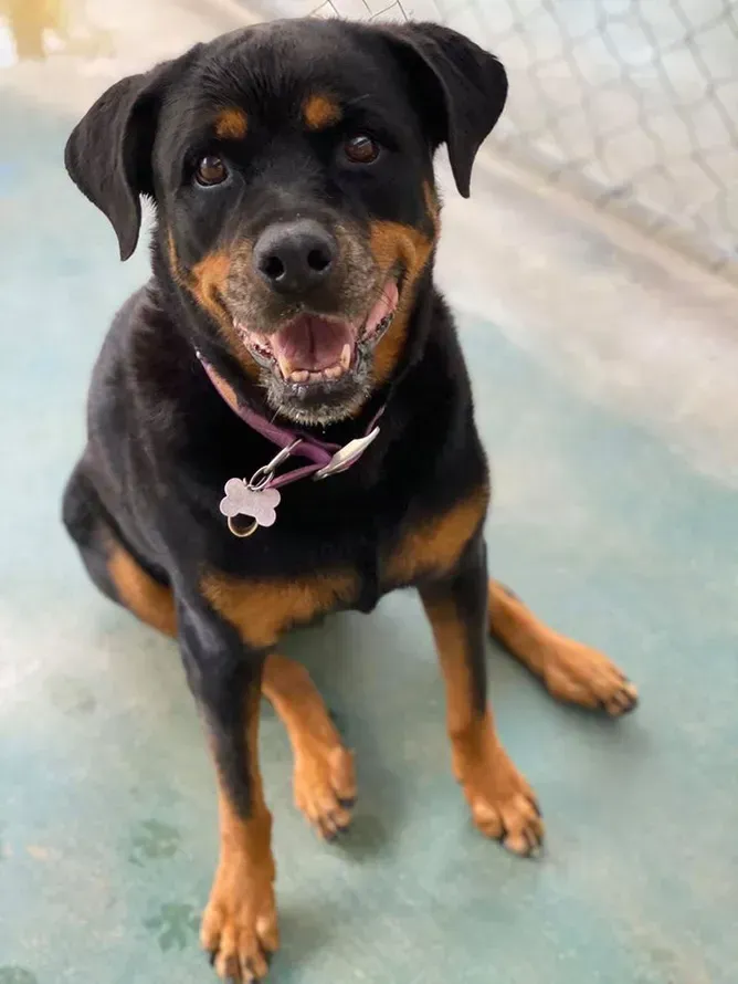 Black And Tan Rottweiler Dog Sitting And Smiling — Bayview Canine Lodge In Habana, QLD