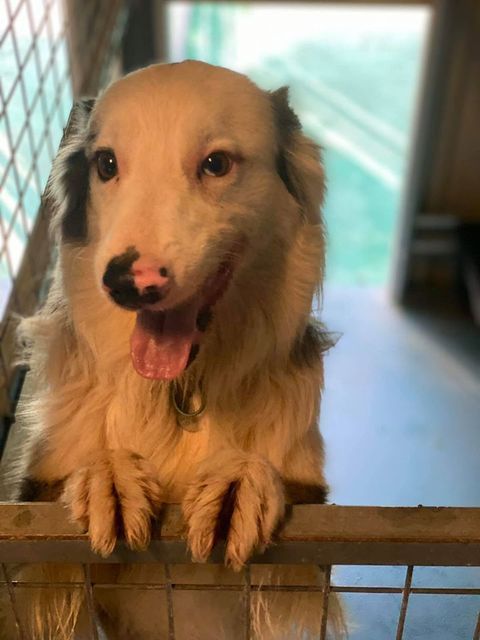 Dog With Beige And Black Fur, Paws On A Gate — Bayview Canine Lodge In Habana, QLD