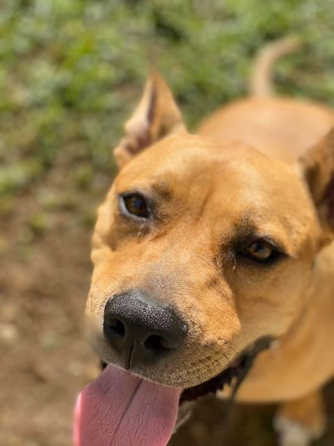 Brown Dog With Tongue Out, Looking Up — Bayview Canine Lodge In Habana, QLD