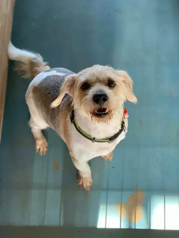 Dog with Short-Clipped Fur, Looking up With a Slight Smile; Wearing a Collar — Bayview Canine Lodge In Habana, QLD
