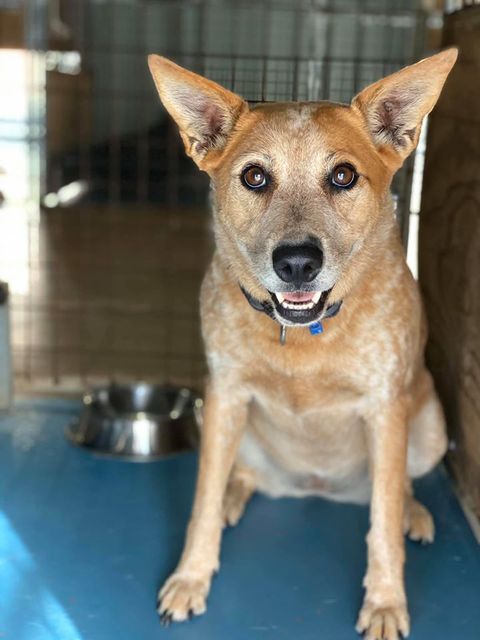 Red And Tan Dog With Perked Ears Sits In A Kennel — Bayview Canine Lodge In Habana, QLD