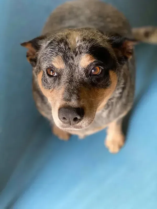 Blue Heeler Dog with Brown Eyes Looking Up, Sitting on Blue Surface — Bayview Canine Lodge In Habana, QLD