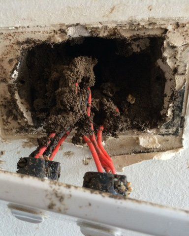 termite damage to electric outlet