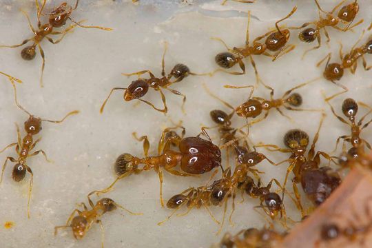 Ants that need our pest control in Perth