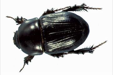 lawn beetle