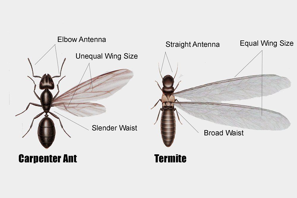 ants versus termites