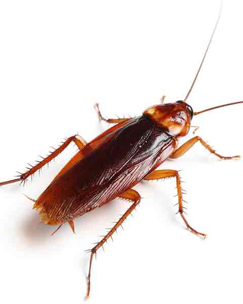 Cockroach Periplaneta