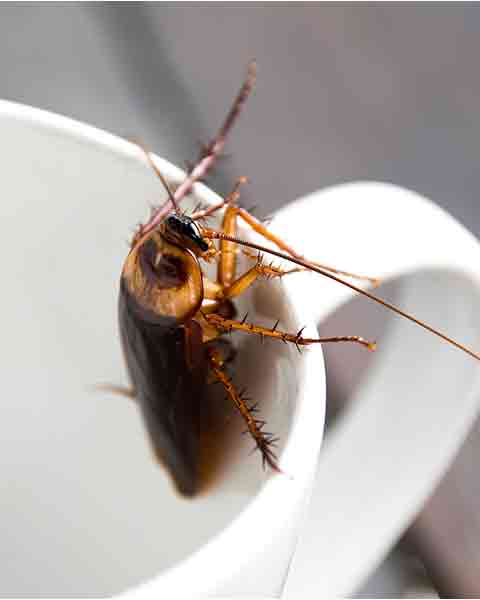 Close up cockroach in mouth white cup
