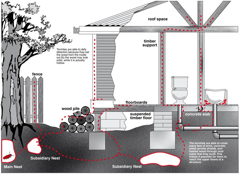 A diagram of a home that needs termite inspections in Perth