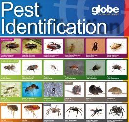 pest identification chart