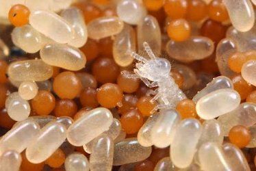 termite eggs and nymphs
