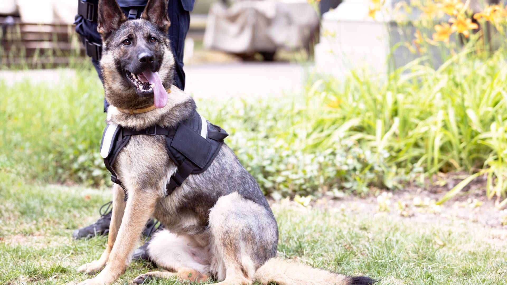 Safeguard K9 Officers with K9 Tracking | TactiTrack GPS