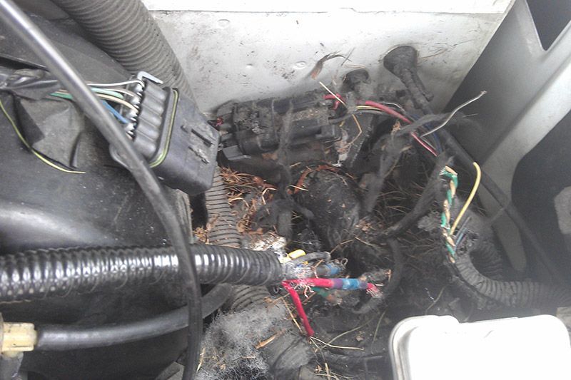 Photo Gallery | Stang Auto Tech 