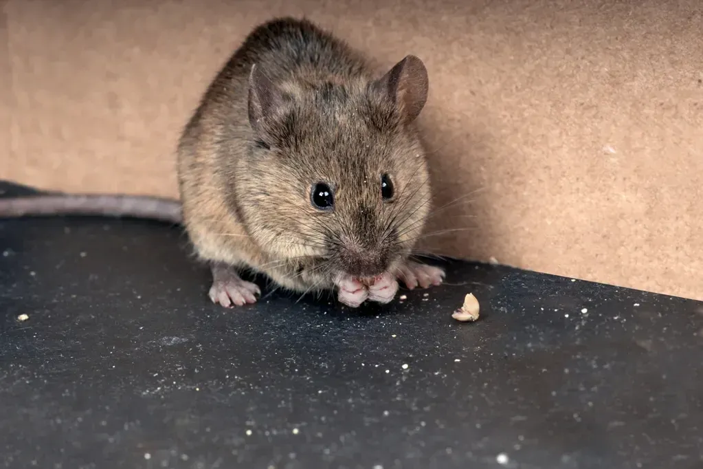 A mouse is eating a piece of food on the ground.