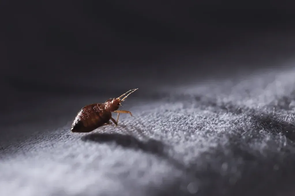 A bed bug is crawling on a blanket on a bed.