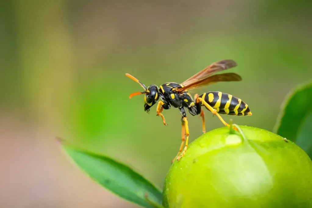 A wasp is sitting on top of a green apple.