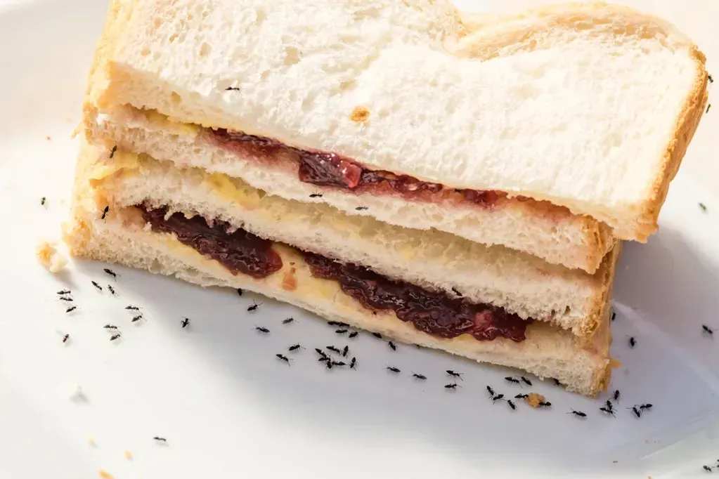 A close up of a sandwich on a white plate with ants on it.