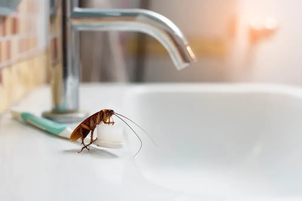 A cockroach is sitting on a toothbrush in a bathroom sink.