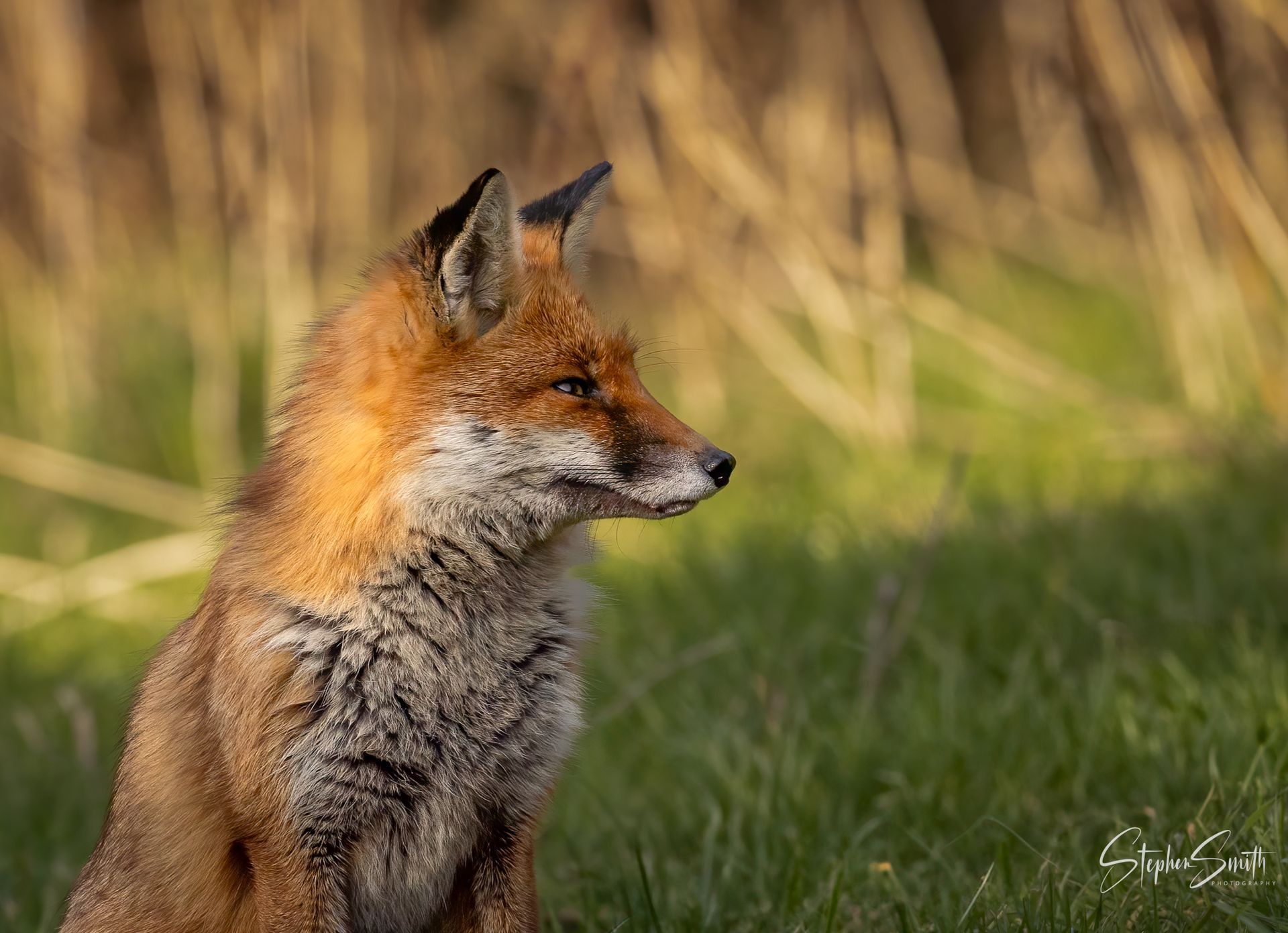 Red fox sitting in grassy field, looking right, fur highlighted in sunlight.