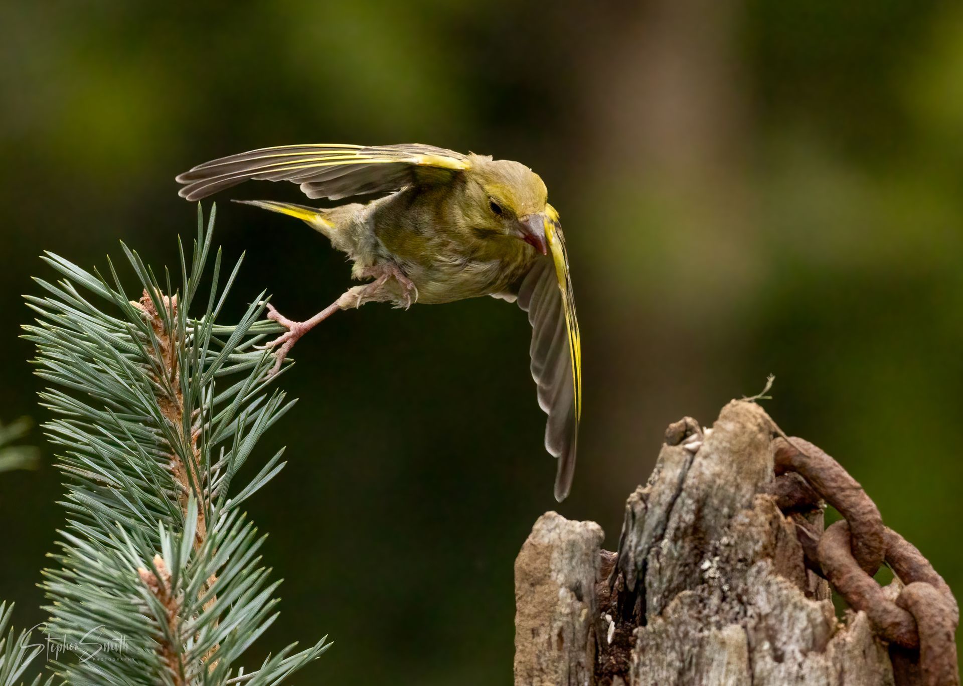 Greenfinch taking flight from a weathered wooden post, wings outstretched, against a blurred green backdrop.