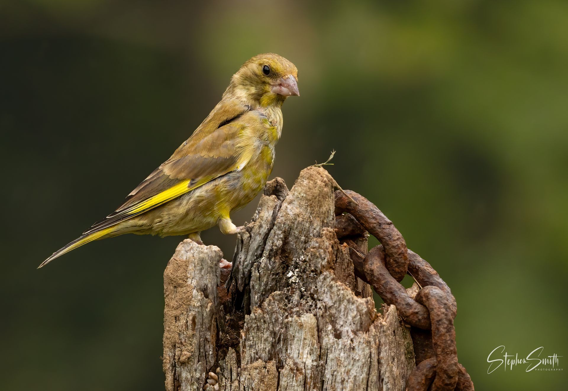 Greenfinch perched on a weathered wooden post with a rusty chain, looking alert.
