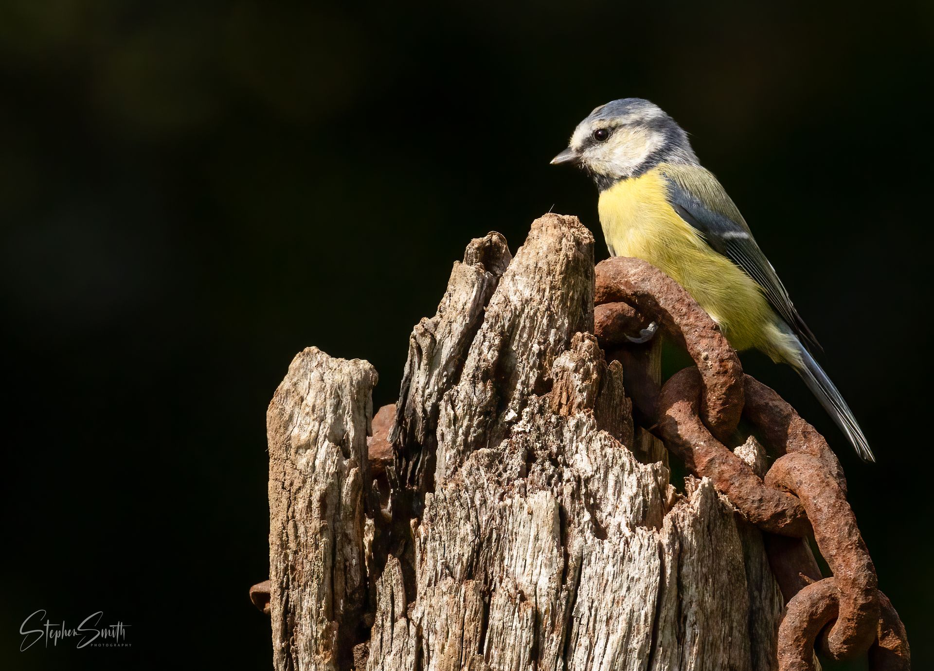 Blue tit bird perched on a weathered wooden post with a rusty chain, against a dark background.