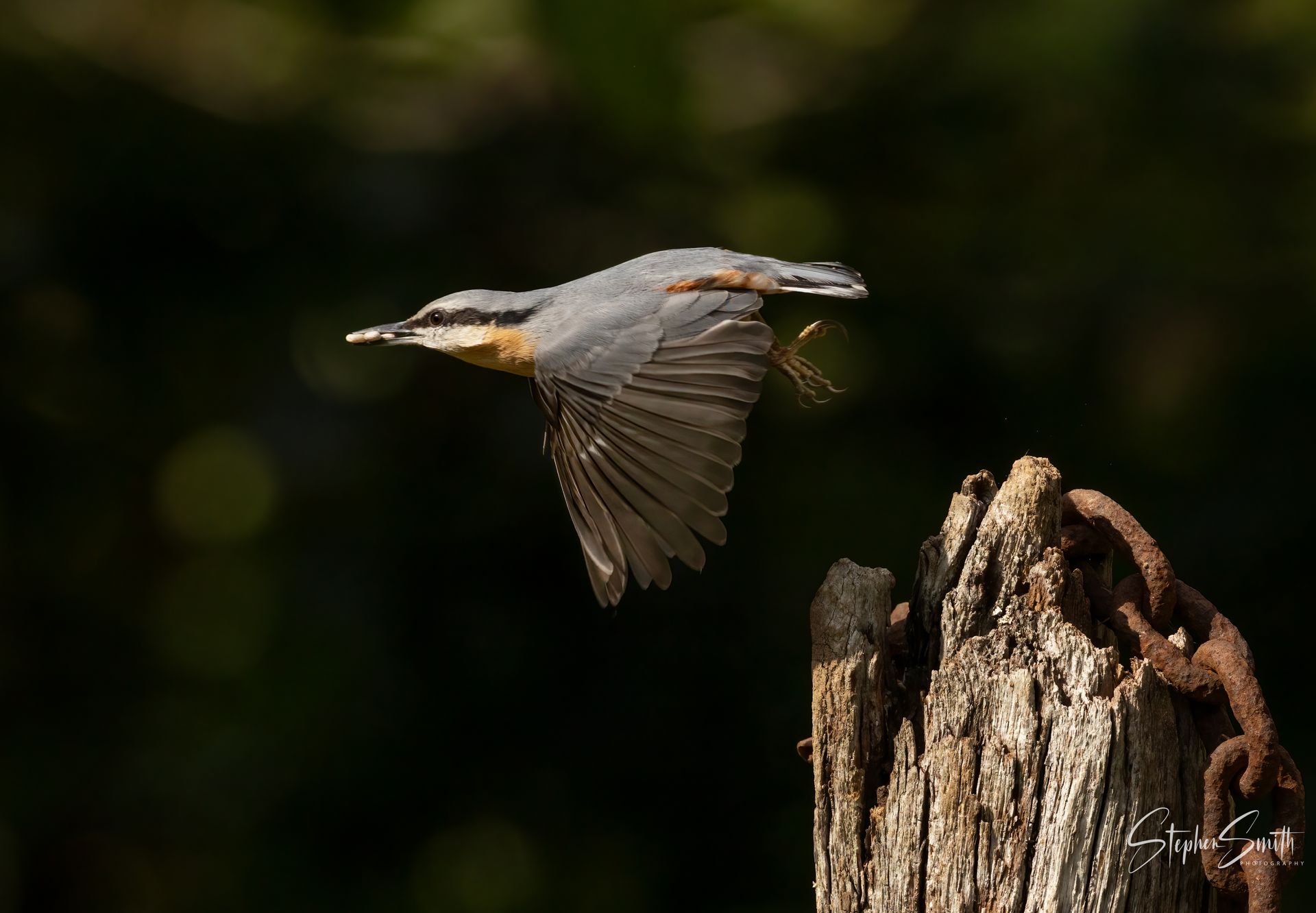 Bird in flight with wings spread, taking off from a weathered wooden post, dark green background.