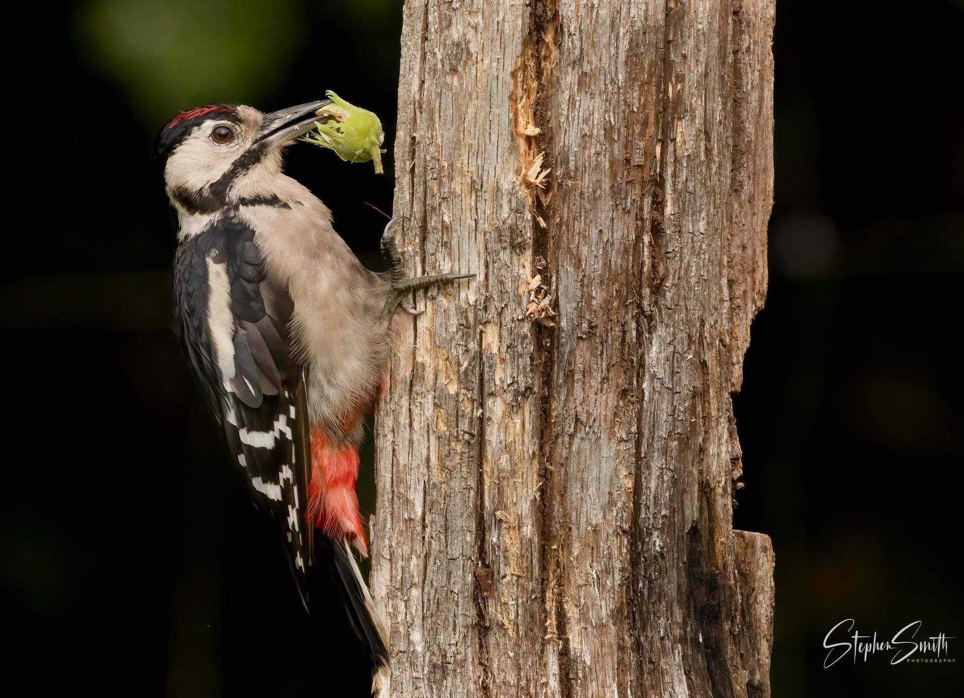 A woodpecker with red markings and a green item in its beak is perched on a weathered tree trunk.