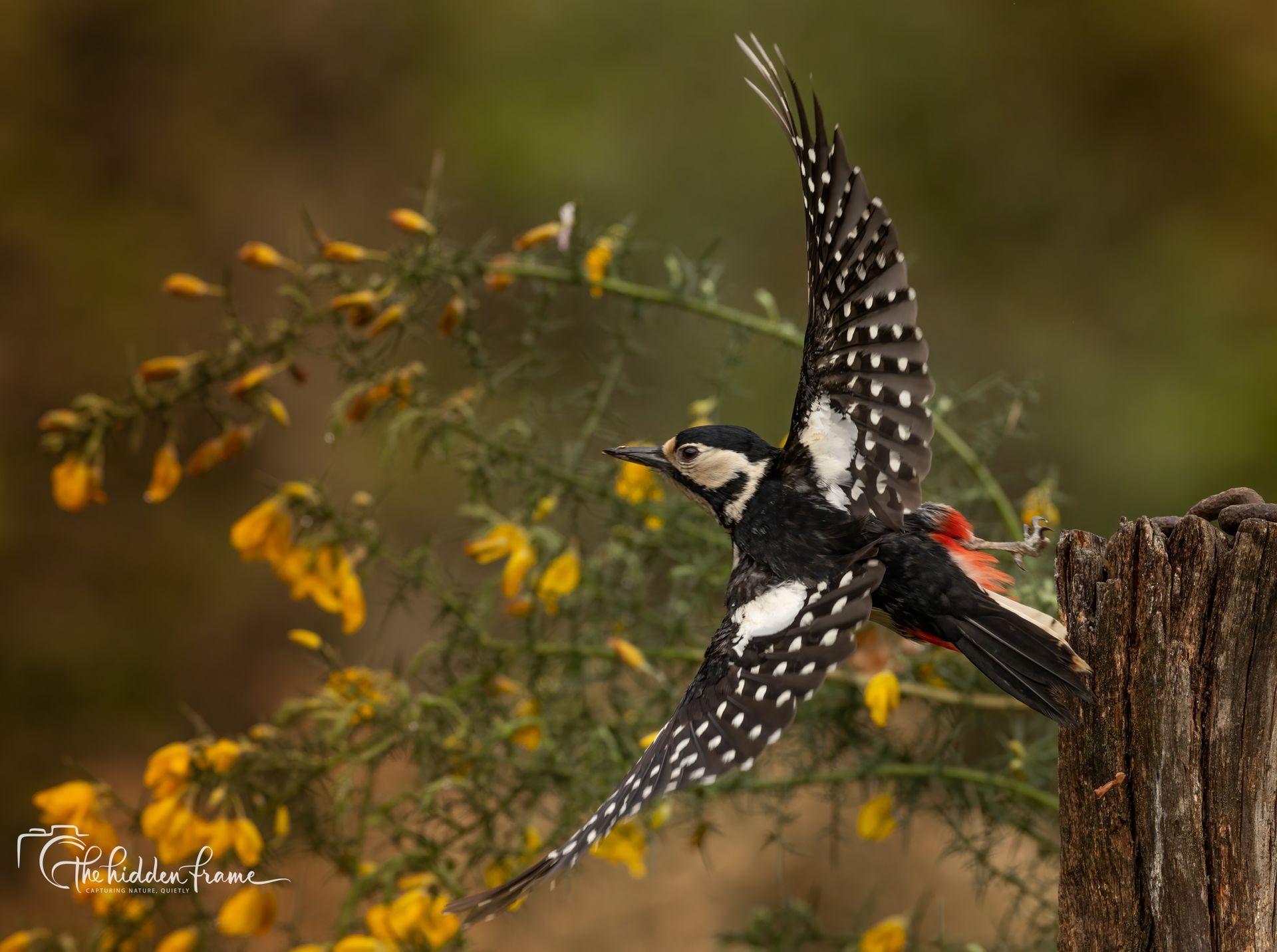 A great spotted woodpecker with black, white, and red plumage takes flight from a wooden post near yellow flowers.