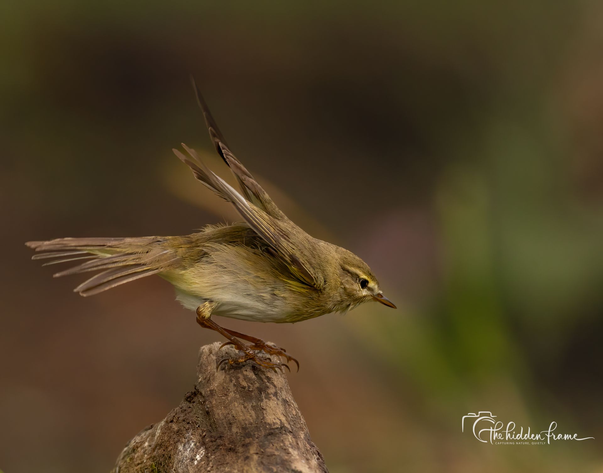 A small brown bird with mottled feathers perched on a tree stump, lifting its wings in preparation for flight.