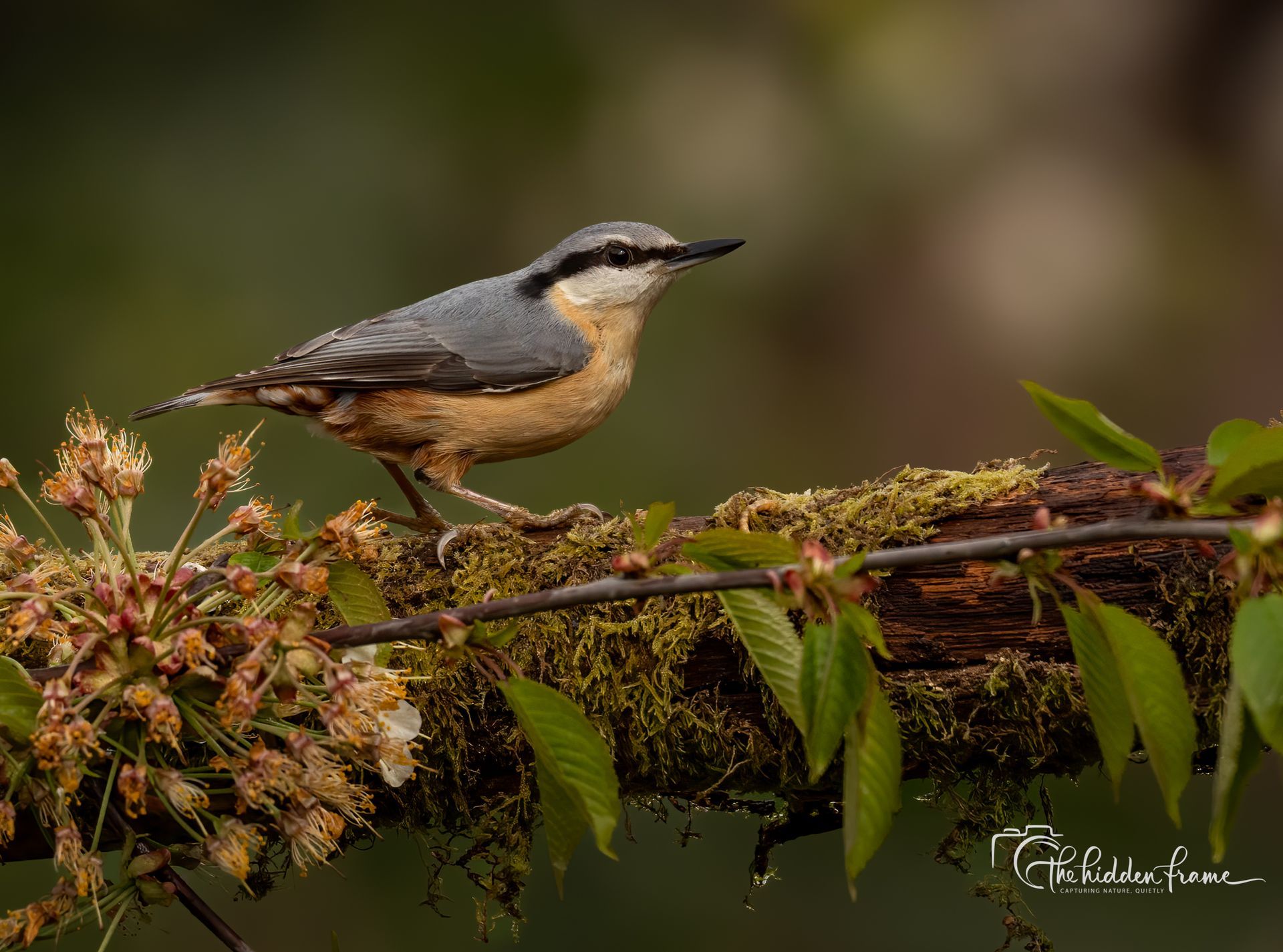 A Eurasian nuthatch with blue-gray wings and a buff underbelly perches on a mossy, flowering tree branch.
