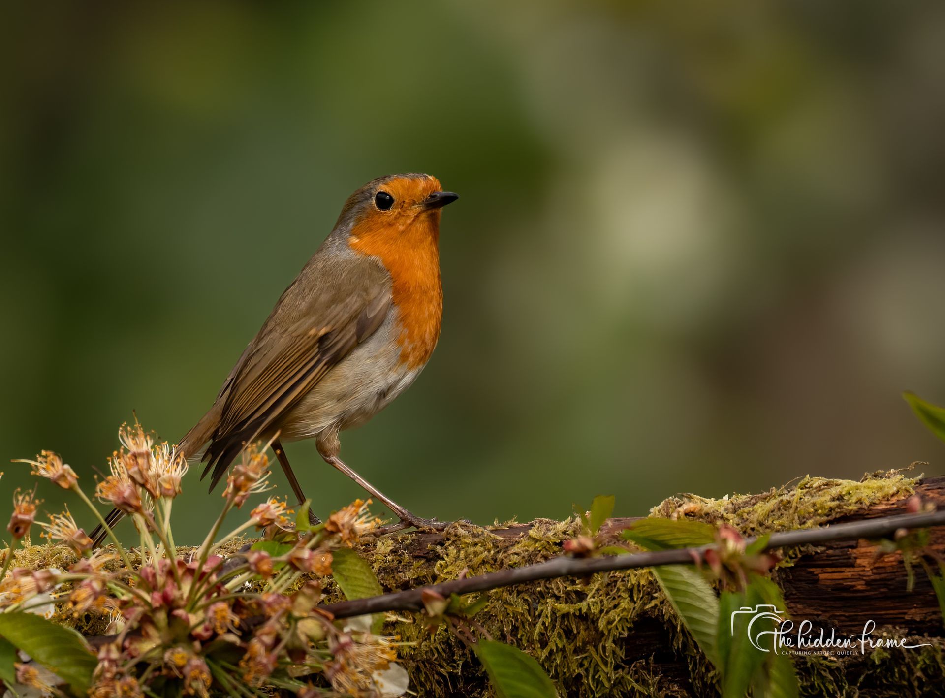 A European robin with a vibrant orange-red breast and grey-brown wings perches on a mossy branch amidst small blossoms.