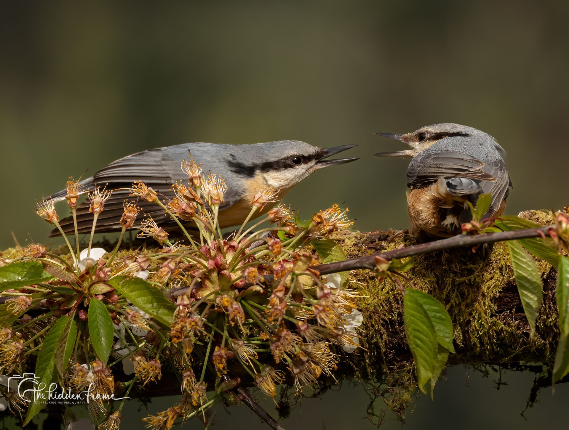 Two nuthatches interact on a mossy branch filled with small, budding flowers against a blurred background.