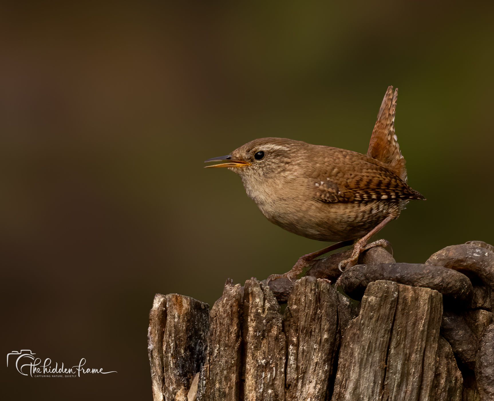 A small brown wren with a perked-up tail perches on a weathered, textured wooden post against a dark, blurred background.