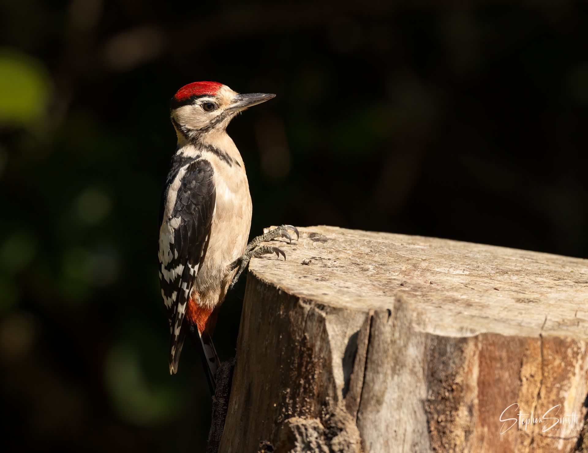 Woodpecker with red head, perched on a tree stump, with black and white markings, set against a dark background.