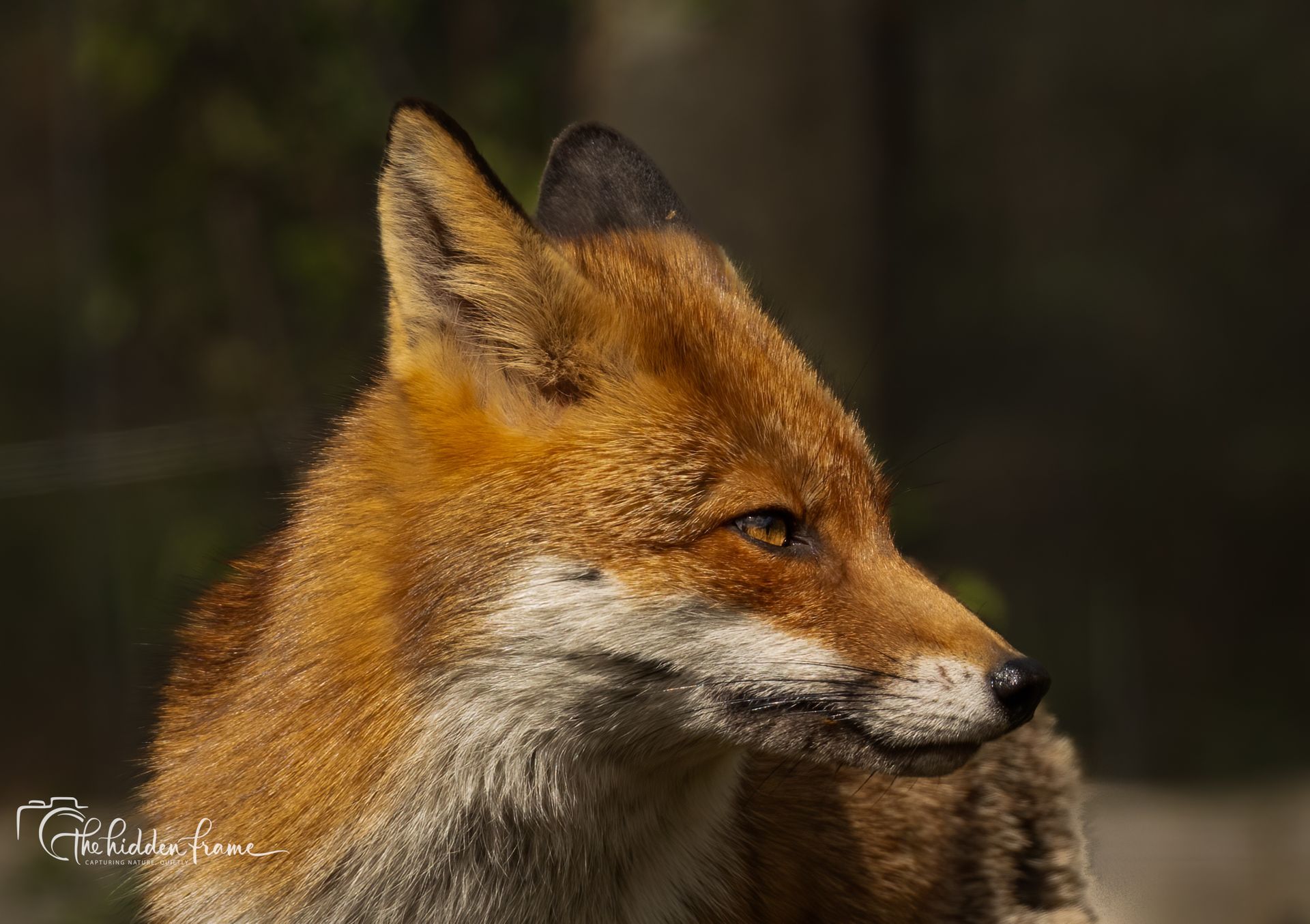 A profile view of a red fox with thick auburn fur, white facial markings, and alert eyes against a dark, blurred background.