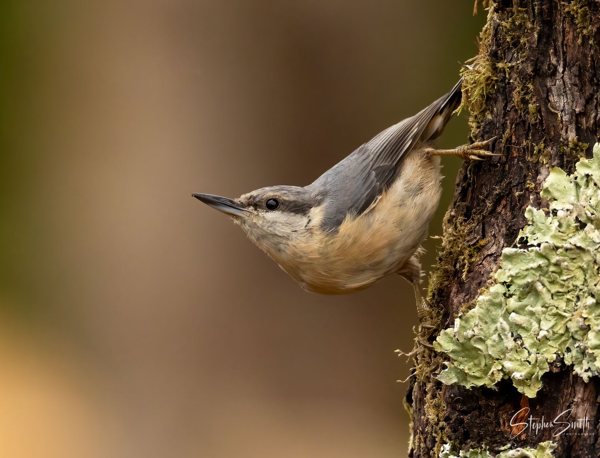 Bird with gray back and tan belly clings to a mossy tree trunk, beak pointed down.