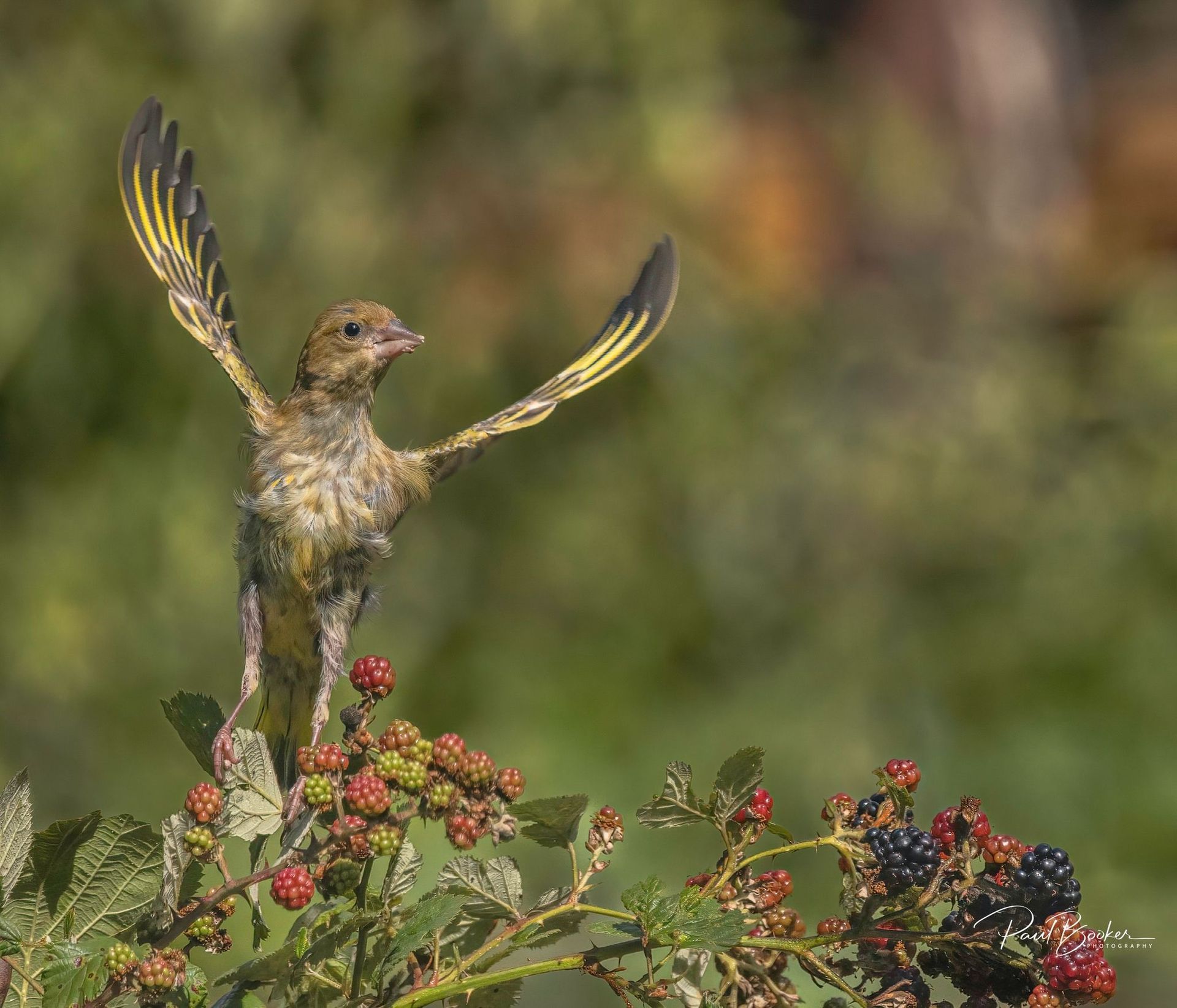 Bird with wings spread, perched on blackberry bush, berries in varying shades of green, red, and black.
