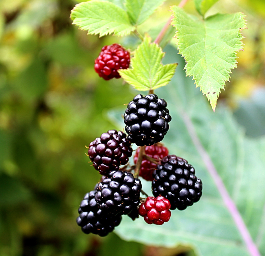 Natürliches Boysenbeerenaroma WONF