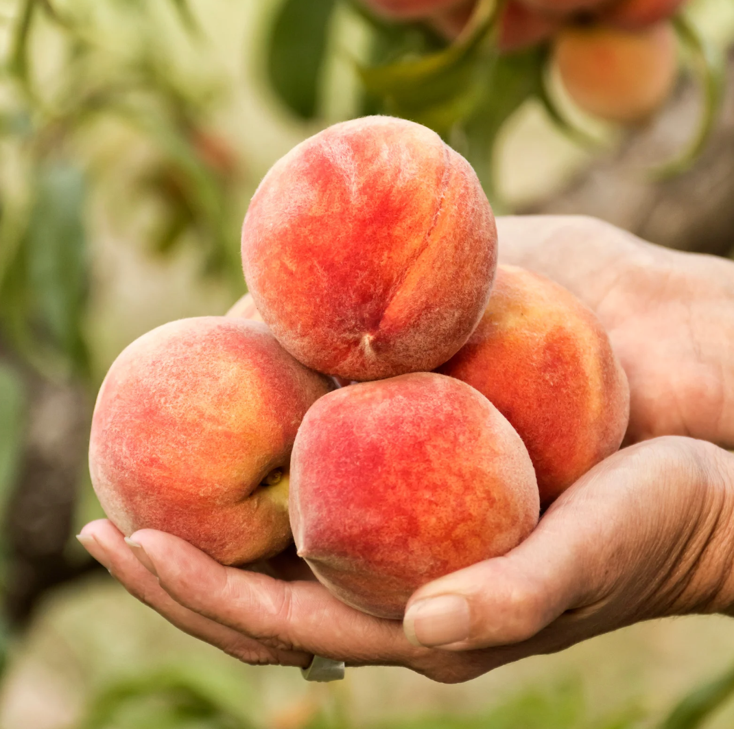 Natürliches Pfirsicharoma WONF