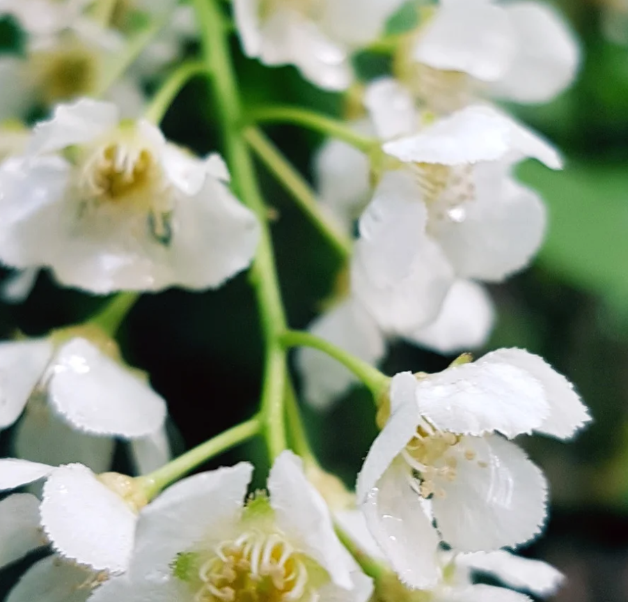 Natural Jasmin flavor  Dutch essentials