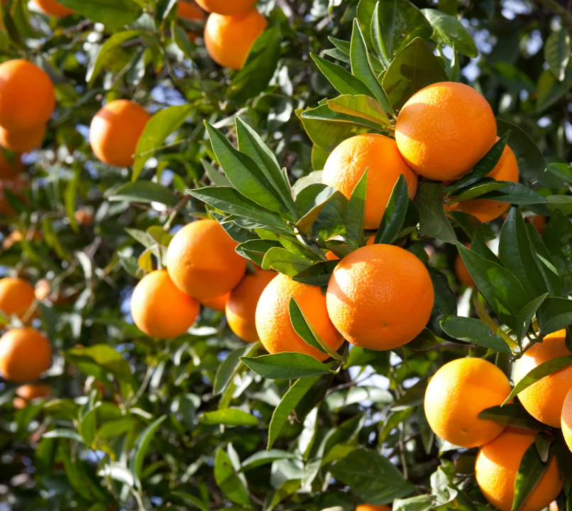 Natürliches Orangenaroma