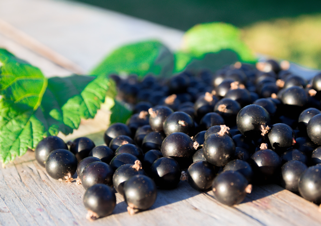 Natural Black Current flavor