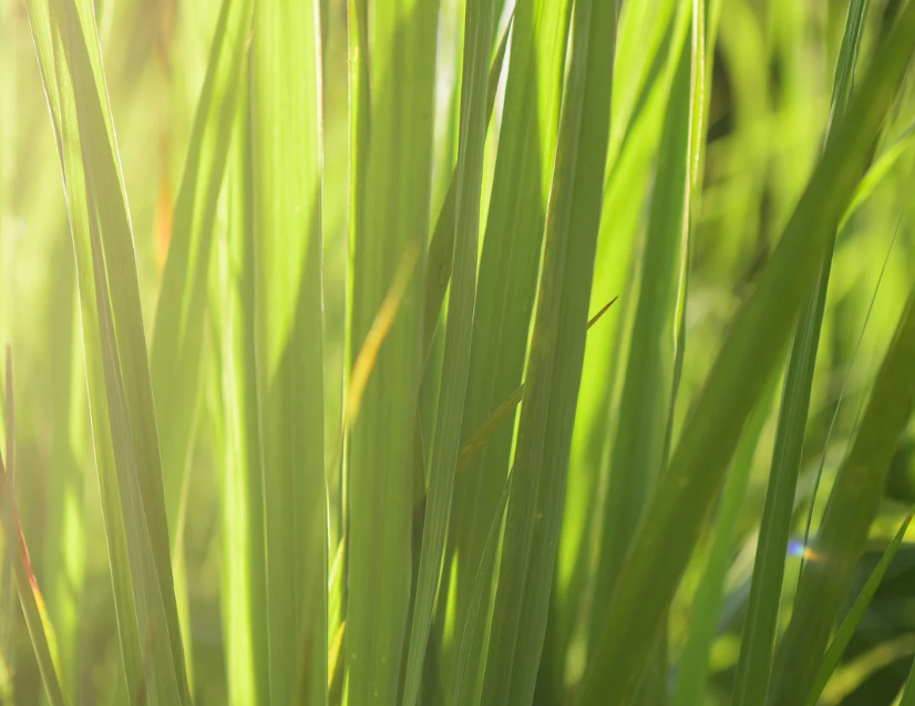Natürlicher Zitronengrasgeschmack