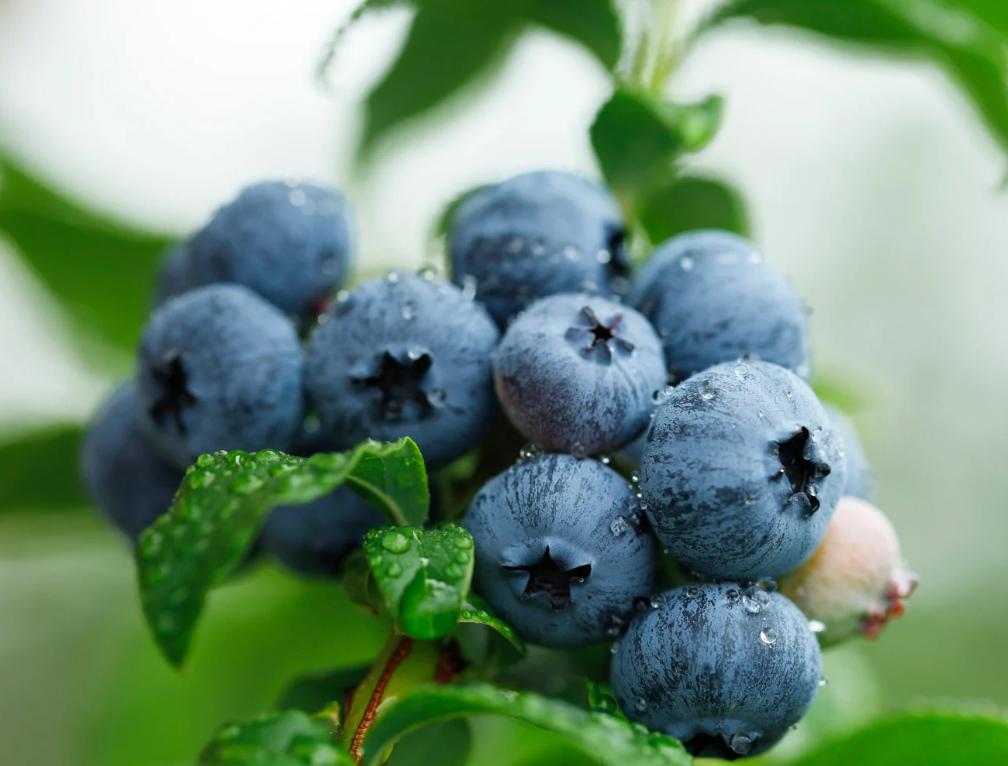 Natürlicher Blaubeergeschmack